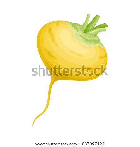 Turnip as Root Vegetable with Underground Plant Part Vector Illustration Royalty-Free Stock Photo #1837097194