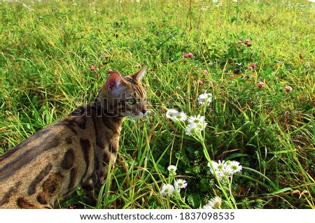 Bengal cat walks and hunts in nature in the summer in the meadow