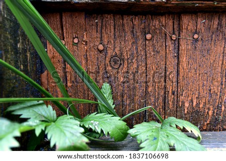 old, painted boards with nail heads and grass
