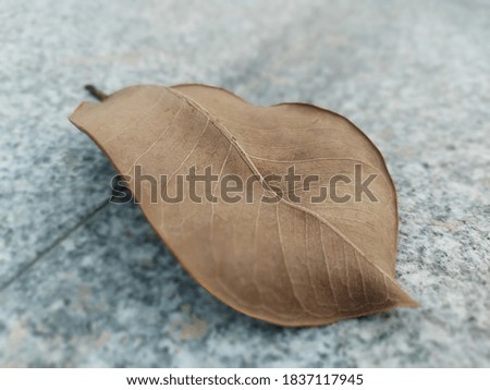 A dry leaf fallen from the tree as time goes by.