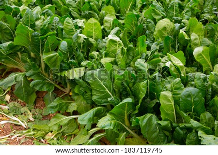 Closeup of green leaf beets plantation in organic vegetable farm. Harvest time..