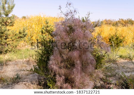 Autumn landscape. Trees and plants in autumn. Fluffy plant seeds. Eva tree seeds. Fall. Gold autumn. Seeds of a magic tree from the movie Avatar.