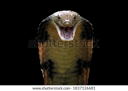 Closeup head of king cobra snake, king cobra closeup face, reptile closeup with black background Royalty-Free Stock Photo #1837126681