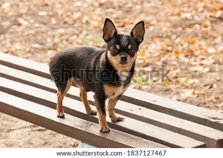Pet dog walks on the street. Chihuahua dog for a walk. Chihuahua black, brown and white. Cute puppy on a walk. Dog in the garden or in the park Well groomed dog Chihuahua mini smooth haired