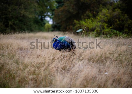 Landscape View of a Peacock Sitting on the Dry Grass with a blurry forest as Background