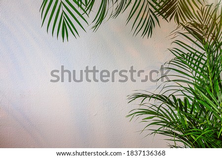 Palm leaves shadow on old plaster wall. Dypsis areca lutescens plant or golden butterfly cane palm. Visual Eco-Friendly Trend. Home office design mock up