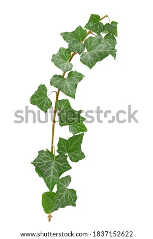 branch with green leaves of Common ivy (Hedera helix) isolated on a white background Royalty-Free Stock Photo #1837152622