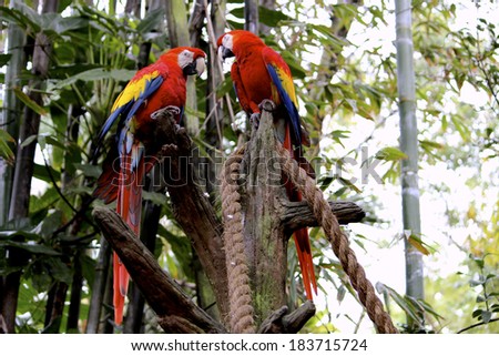 Two brightly colored red and blue and yellow feathered Birds of Paradise together in the green leaved tree branches with a rope cascading downward.