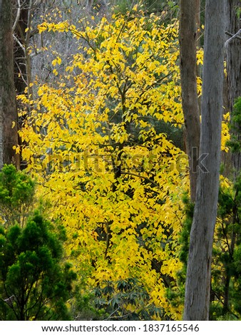 The ginkgo tree in Mount Lofty Botanic Gardens of Cleland reserve park, Adelaide South Australia (51MP High-Resolution Photo)
