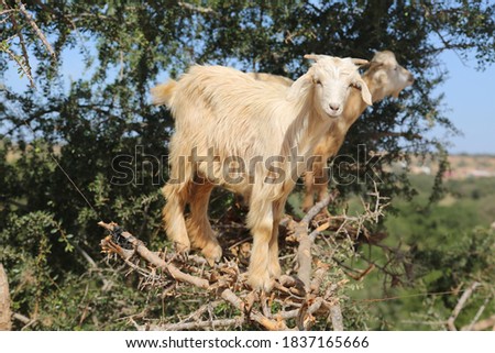cut goat on tree trying to eat some herbs 