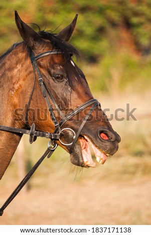 A horse with a bridle that shows its teeth and looks ahead against the backdrop of a racehorse farm. Brown horse tired of training or racing