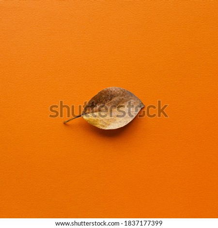 Autumn composition. Leafs on orange background. Autumn, fall concept. Flat lay, top view, copy space.