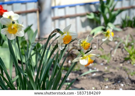 Narcissus. Beautiful flower background of nature. Daffodil flower. Floriculture, home. Delicate yellow flowers, perennial
