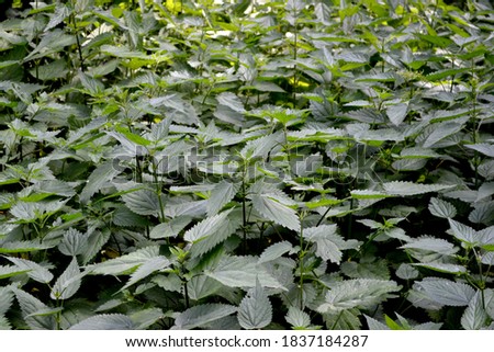 Beautiful herbal abstract background of nature. Nettle. Urtica dioica. Summer landscape. Green burning plant. Treatment plant. Traditional medicine