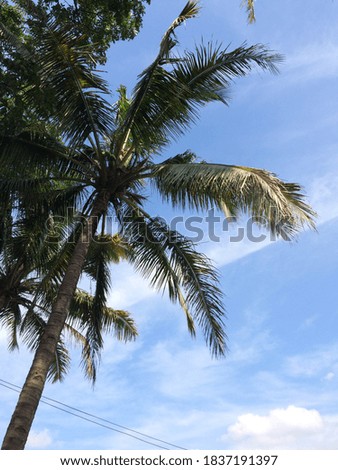 The blue skies in the back of palm trees