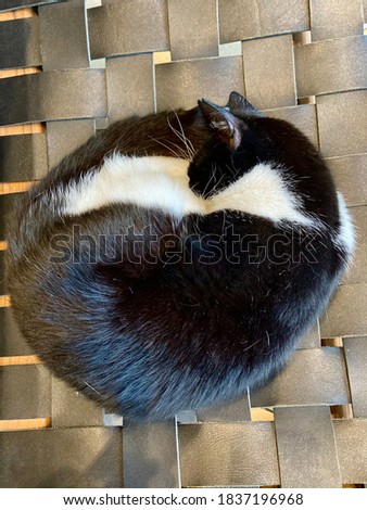 black and white color cat sleeping on chair