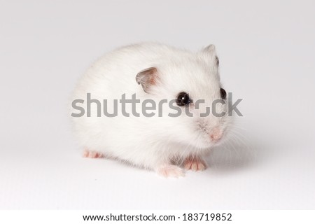 White hamster with pink paws and black eyes