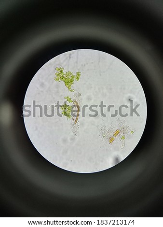 microscope view of leaf cells Royalty-Free Stock Photo #1837213174