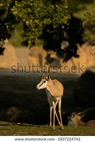 Antelope under a tree in nature