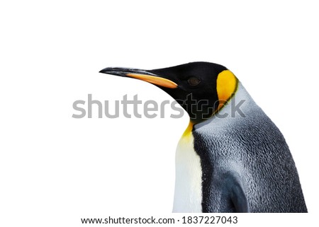 Close up of a King Penguin against white background.