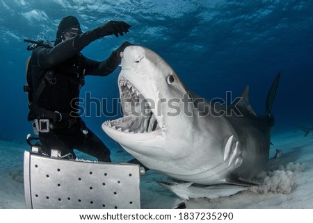 Tiger Shark feeding on Bahamas Royalty-Free Stock Photo #1837235290