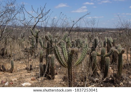 Vegetation of the Brazilian northeastern interior in the dry season Royalty-Free Stock Photo #1837253041
