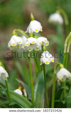 Snowflakes spring flowers from countryside