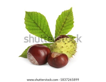 Horse chestnuts and tree leaf on white background Royalty-Free Stock Photo #1837265899