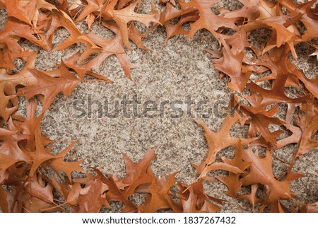 fallen autumn brown oak leaves lying on gray concrete tiles