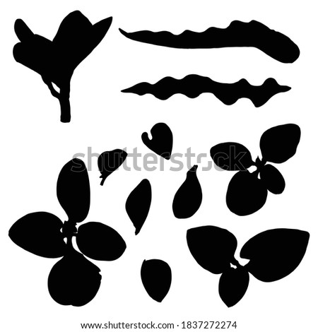 Various tropical jungle leaves set in black. Isolated palm tree branches and herbs leaf or foliage silhouette. Vector.