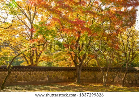 The walls and yellow trees have a Korean atmosphere. Autumn Background