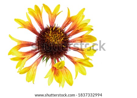Rudbeckia flower. Autumn flowers. Isolated background. Close-up. High-resolution macro photography. Full depth of field. Print and design concept.
