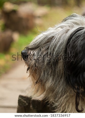 Polish Lowland Sheepdog sitting on wooden bench and showing pink tongue. Selective focus on a nose. Portrait of cute big black and white fluffy long wool thick-coated dog. Funny pet animals background