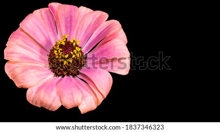 Zinnia flower. Autumn flowers. Isolated background. Close-up. High-resolution macro photography. Full depth of field. Print and design concept