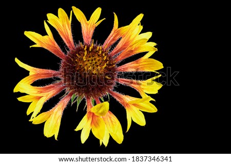 Rudbeckia flower. Autumn flowers. Isolated background. Close-up. High-resolution macro photography. Full depth of field. Print and design concept.