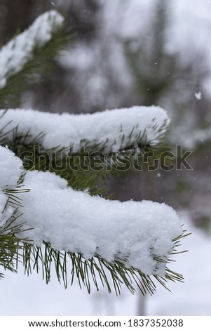 Winter natural background with pine branches in the frost.  Branch of fir tree covered with snow, closeup. sharp frosts. fabulous light and colorful picture.