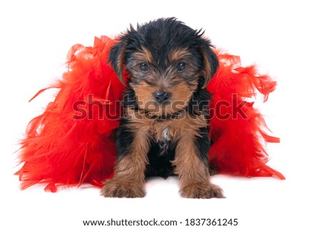 Yorkshire terrier puppy sitting in red feathers on a white background.