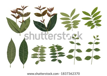 Original leaves of water guava, longan, mango, pomegranate, jasmine Royalty-Free Stock Photo #1837362370