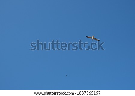 A seagull flies in the blue sky.
