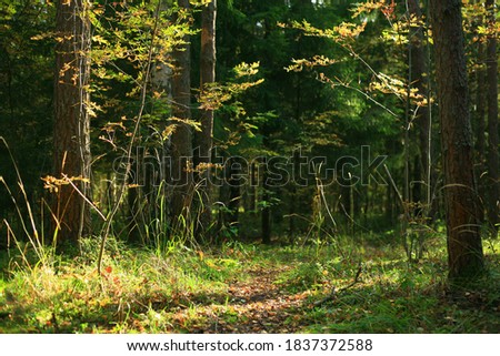 Pine tree forest in autumn sun