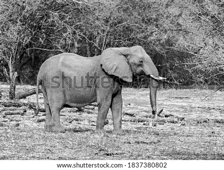 wild elephants roamding in the national park