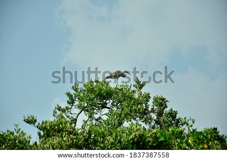 Gray color heron in the mangrove of the Sian Ka'an lagoon, Mexican Caribbean. Wildlife bird. Royalty-Free Stock Photo #1837387558