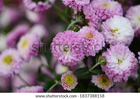 Pink chrysanthemum plant on green. Chrysanthemums annuals flowers branch