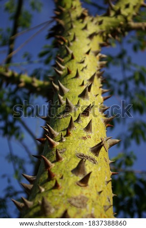 Thorny trunk of the ceiba tree
