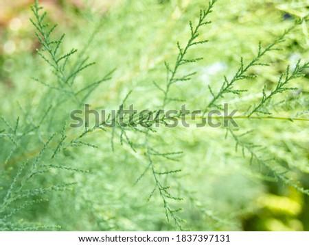 Picture of small green pine leaves