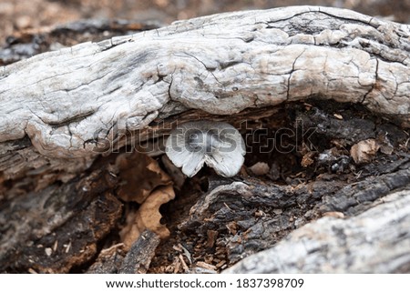 Blue mushroom in a dead tree