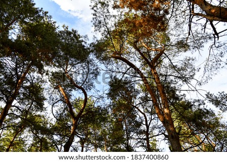 Skyscape at evergreen pine forest. Travel, ecotourism, natural autumn background with coniferous trees