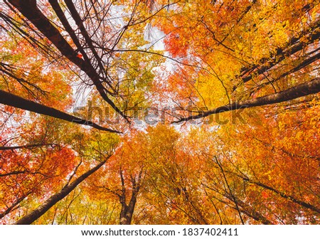 Autumn colors and autumn patterns.