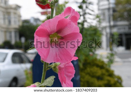 pink flower blooming on city sidewalk