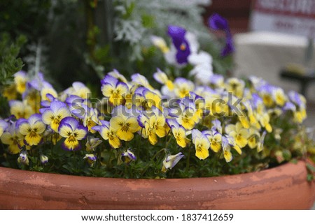 yellow and purple pansies in terracotta pot